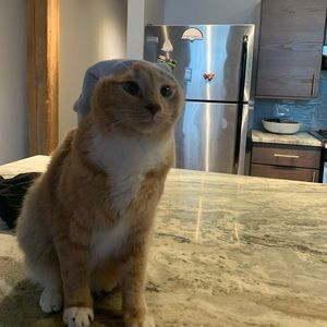 Meet your Posher, Valeria